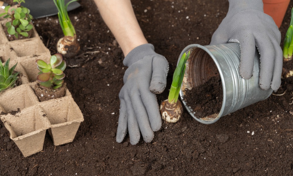 PWM, Panama City planting project