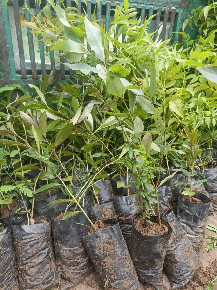 Saplings prepared for the Ramkot and Phinter Substations project