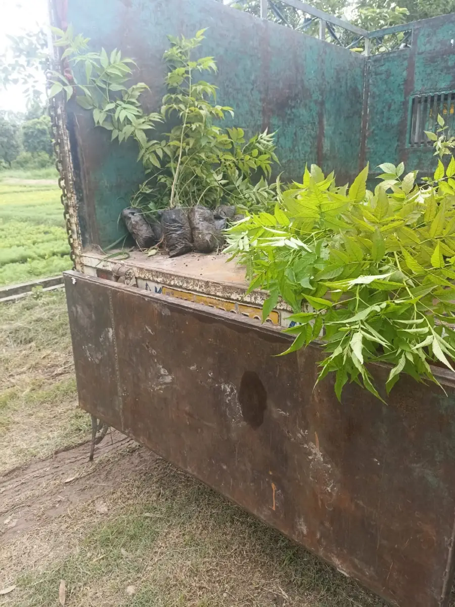 Saplings being transported for the project